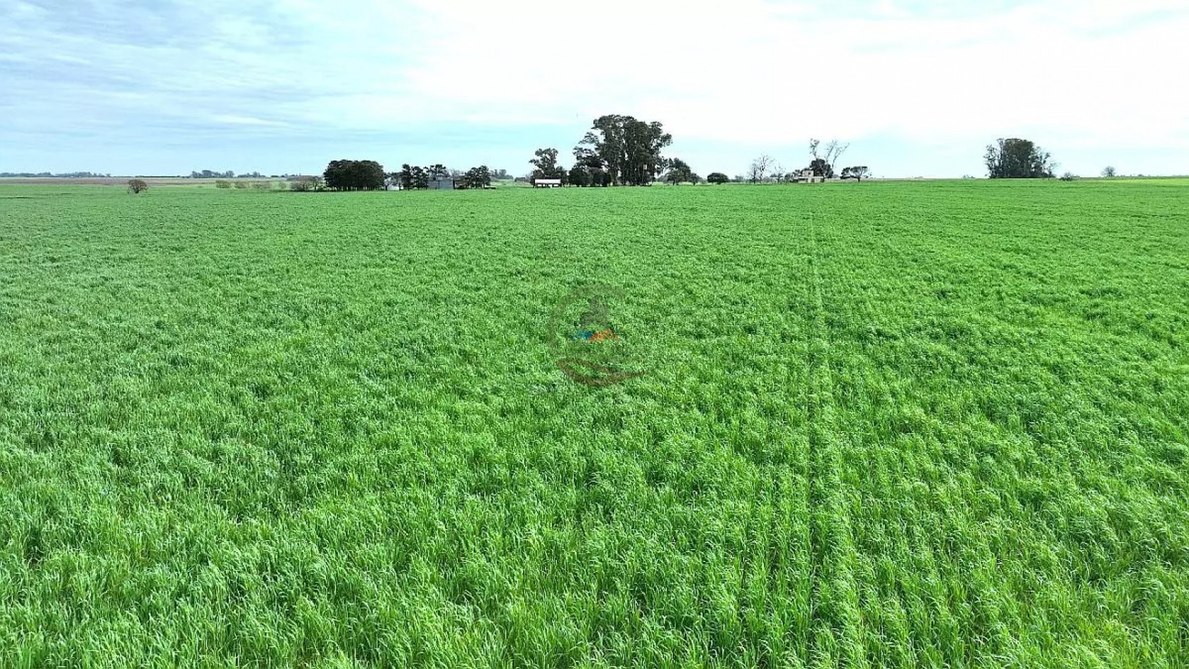 211 Ha Agricolas - Arrecifes