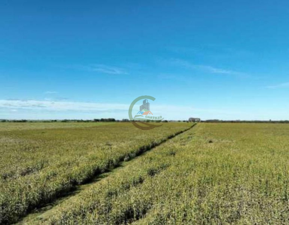 3780 Ha Mixto - Alpachiri - Guatrache - La Pampa