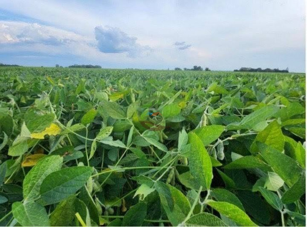 338 Ha Agricolas - Loberia - Alquiler