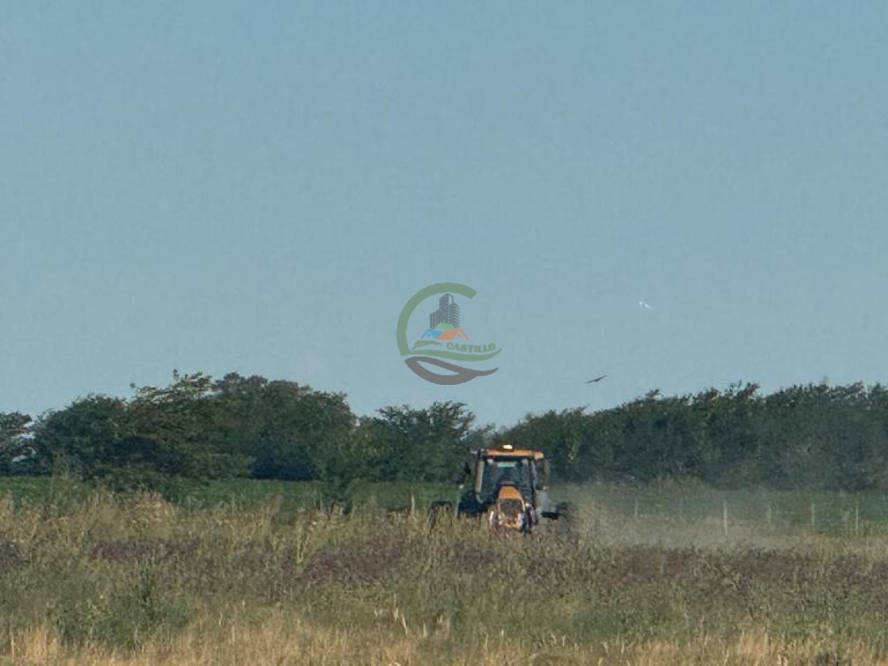 186 HA Mixtas - Hortensia - Carlos Casares