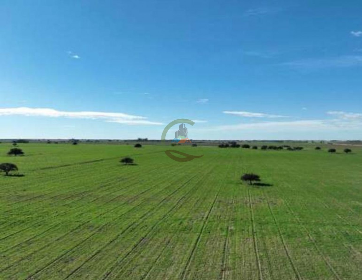 3780 Ha Mixto - Alpachiri - Guatrache - La Pampa
