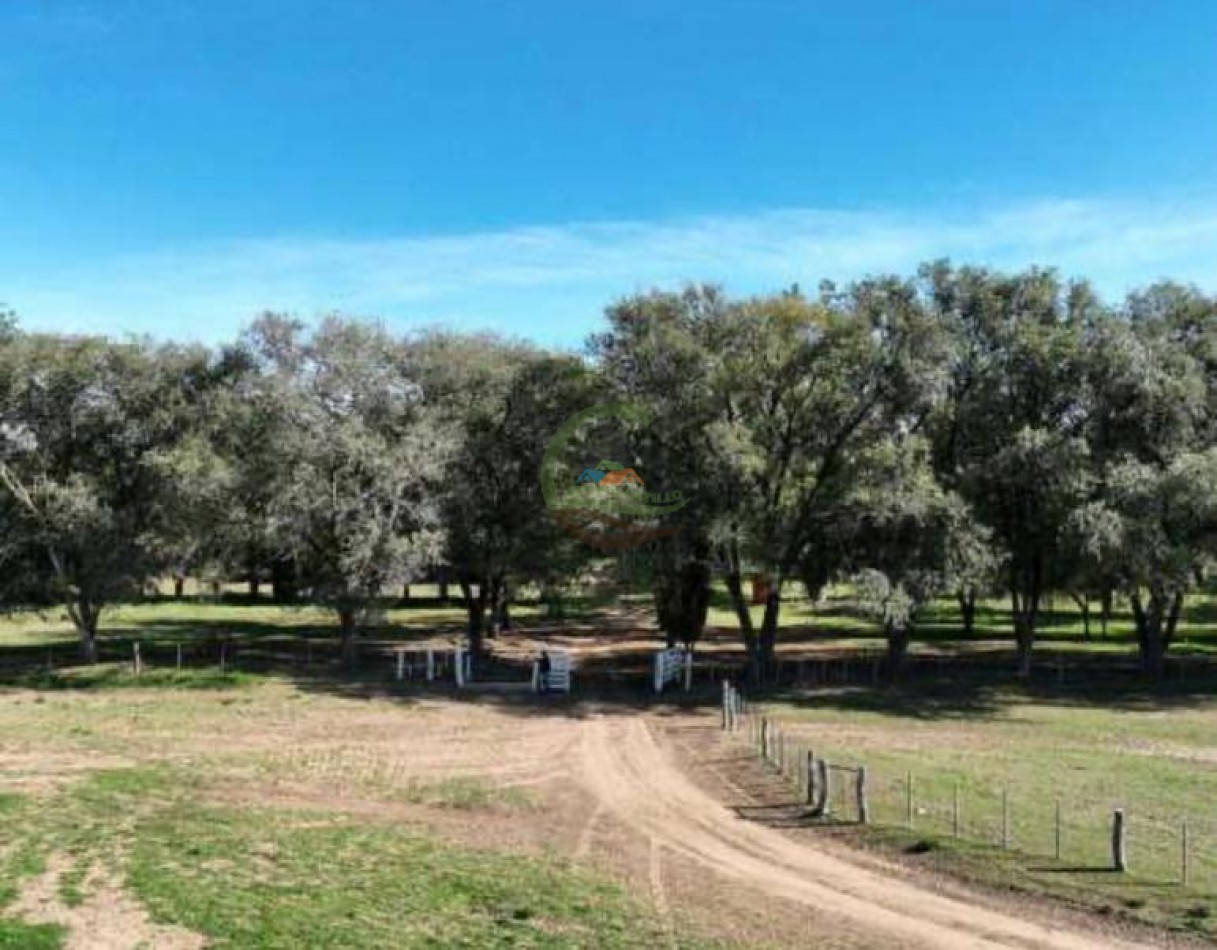 3780 Ha Mixto - Alpachiri - Guatrache - La Pampa