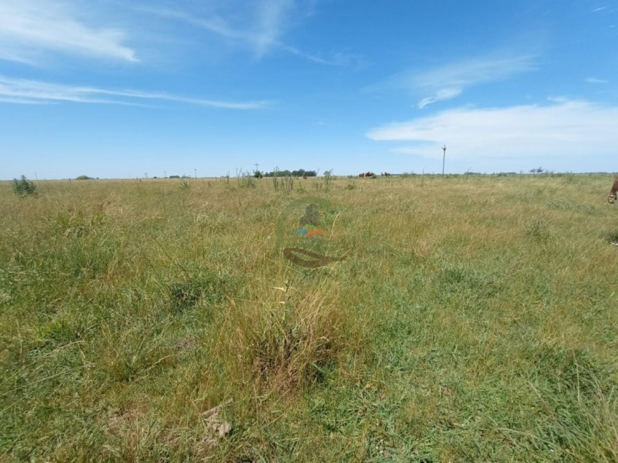 302 Ha Ganadero - Comandante Giribone - Chascomus