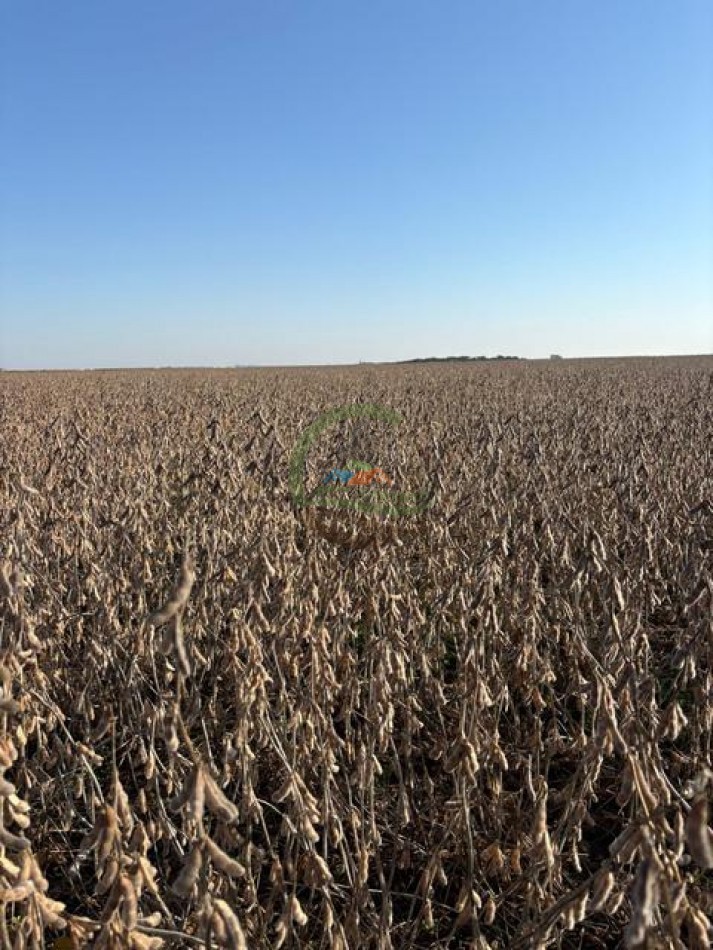 580 Ha Mixto - Pincen