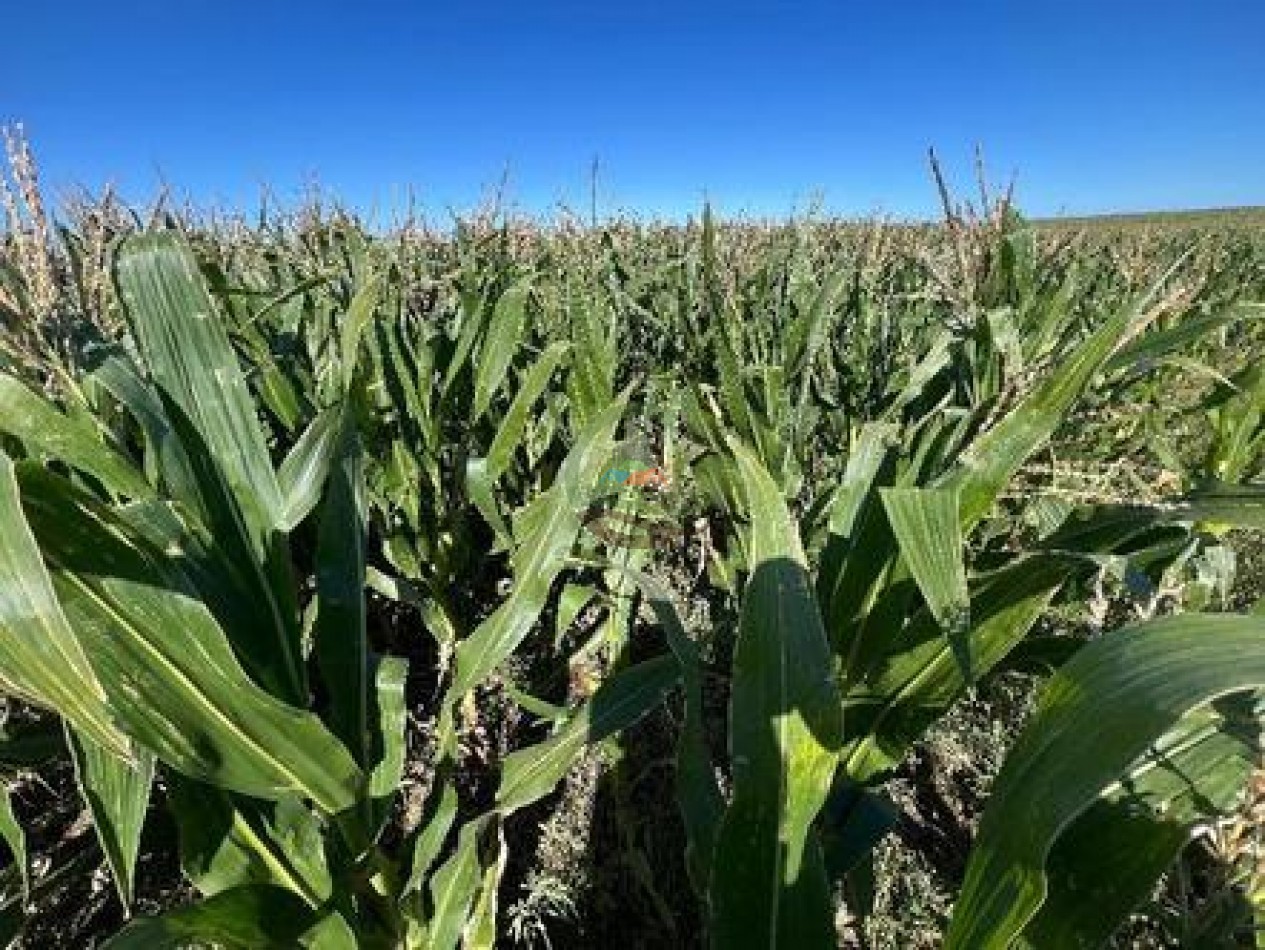 521 Ha Mixto - Toay - La Pampa