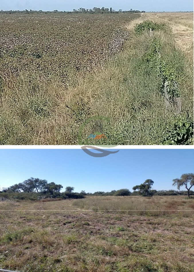 760 Ha Ganadero -  Malbran - Santiago del Estero