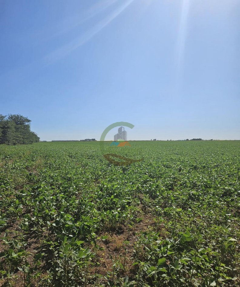 69 Ha Agricola - Daireaux