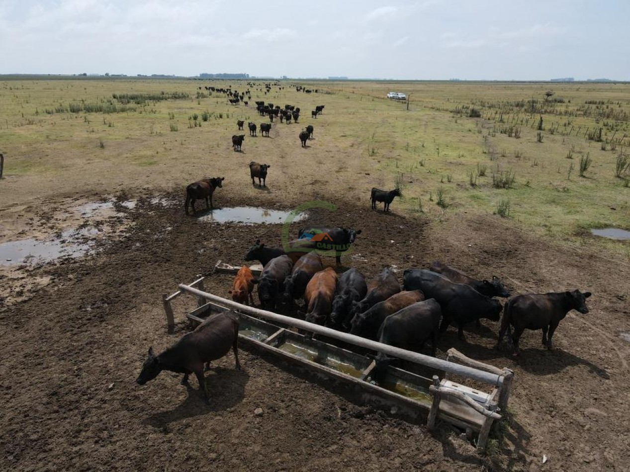 1020 Ha Mixto - Realico - La Pampa