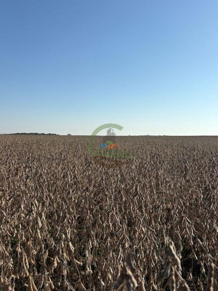 580 Ha Mixto - Pincen