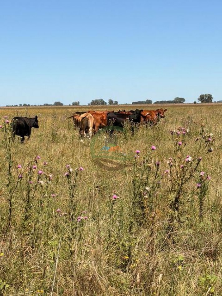 469 Ha Mixto - Chascomus