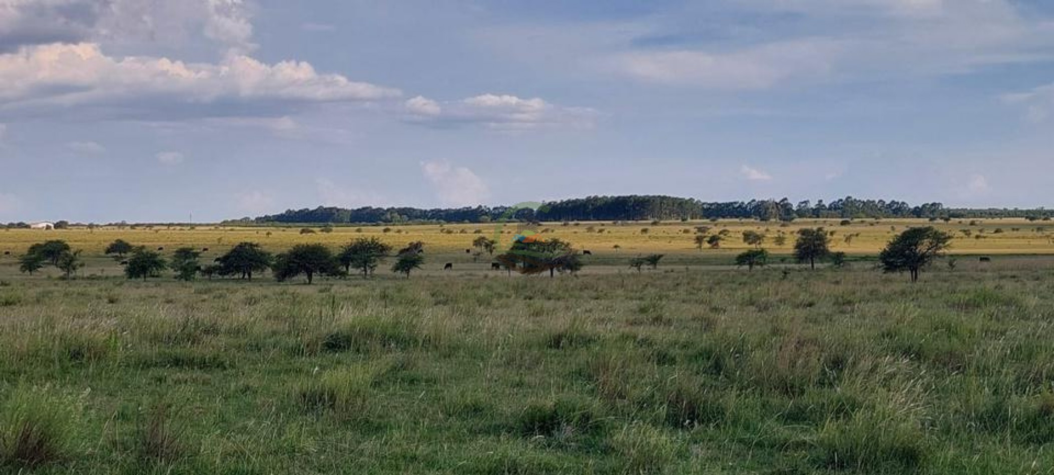 218 Ha Ganadero - Chajari - Entre Rios