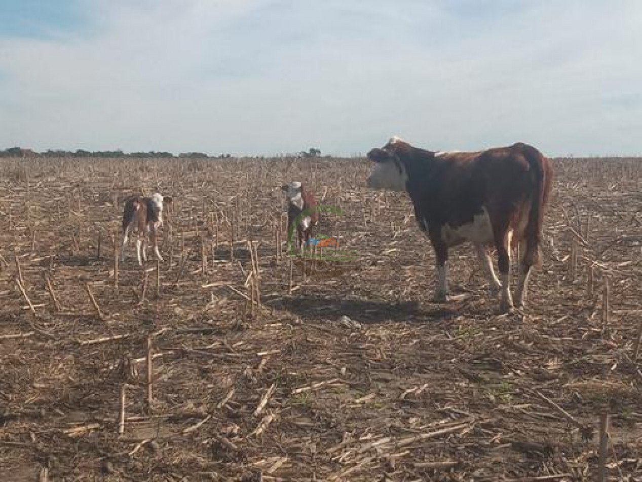 2340 Ha Mixto - La Paz - Entre Rios