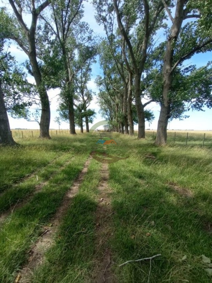 302 Ha Ganadero - Comandante Giribone - Chascomus