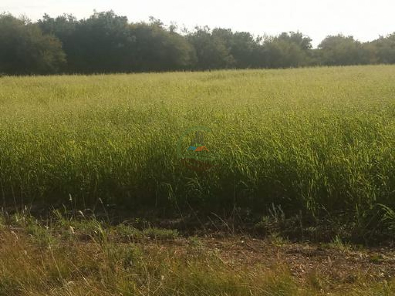 2340 Ha Mixto - La Paz - Entre Rios