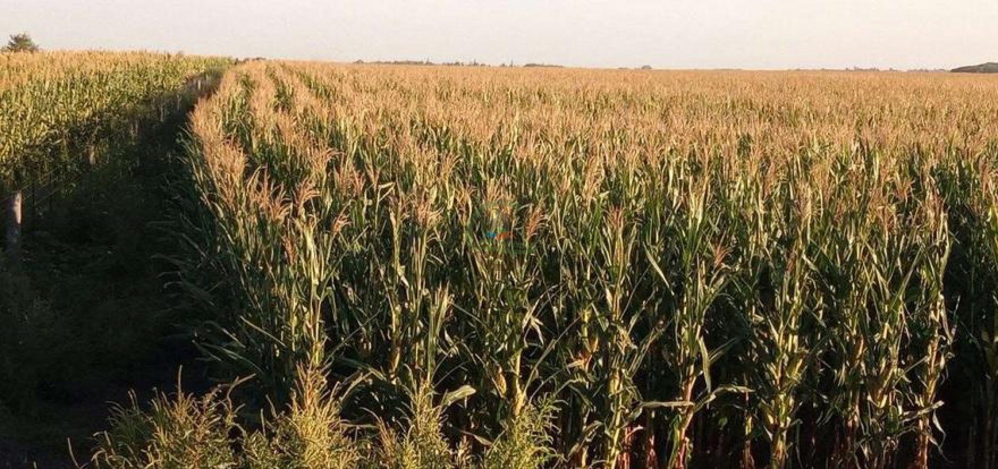 411 Ha Agricolas - Arano - La Pampa