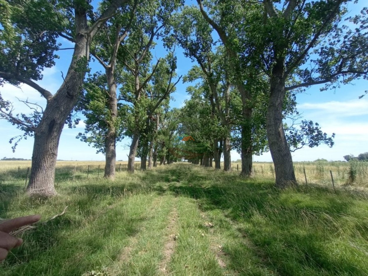 302 Ha Ganadero - Comandante Giribone - Chascomus