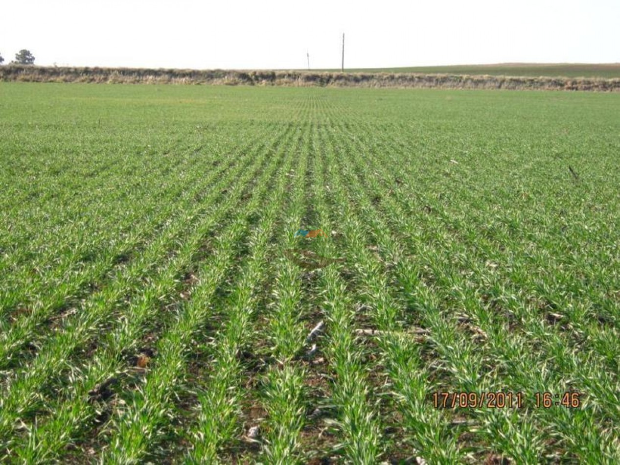 530 Ha Mixto - Coronel Suarez