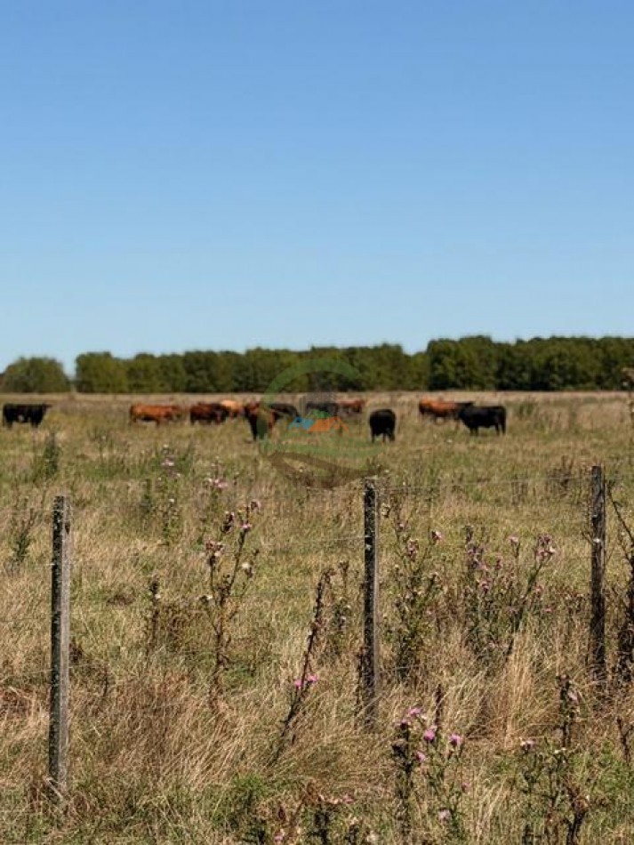 469 Ha Mixto - Chascomus