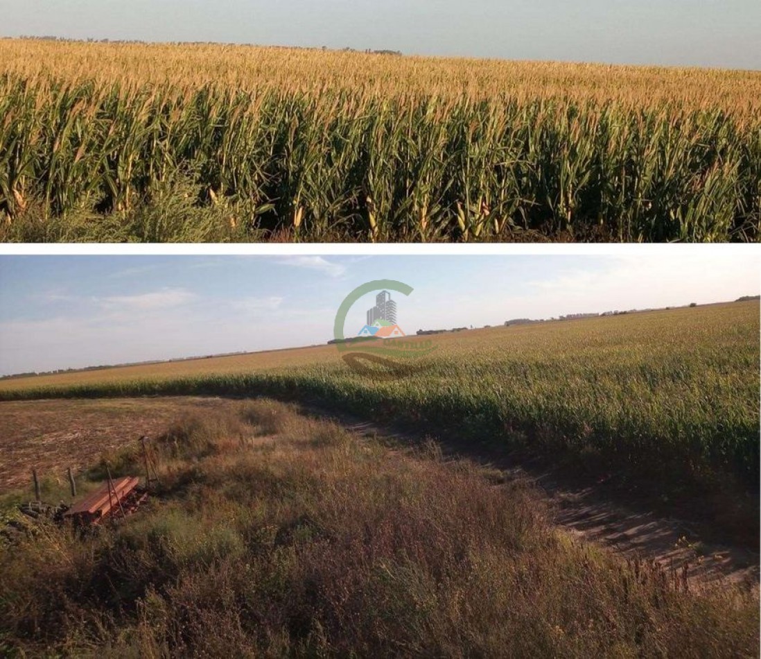 411 Ha Agricolas - Arano - La Pampa