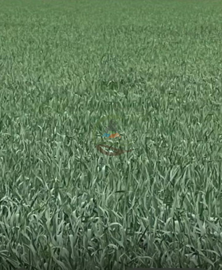 520 Ha Agricolas - Obispo Trejo - Cordoba