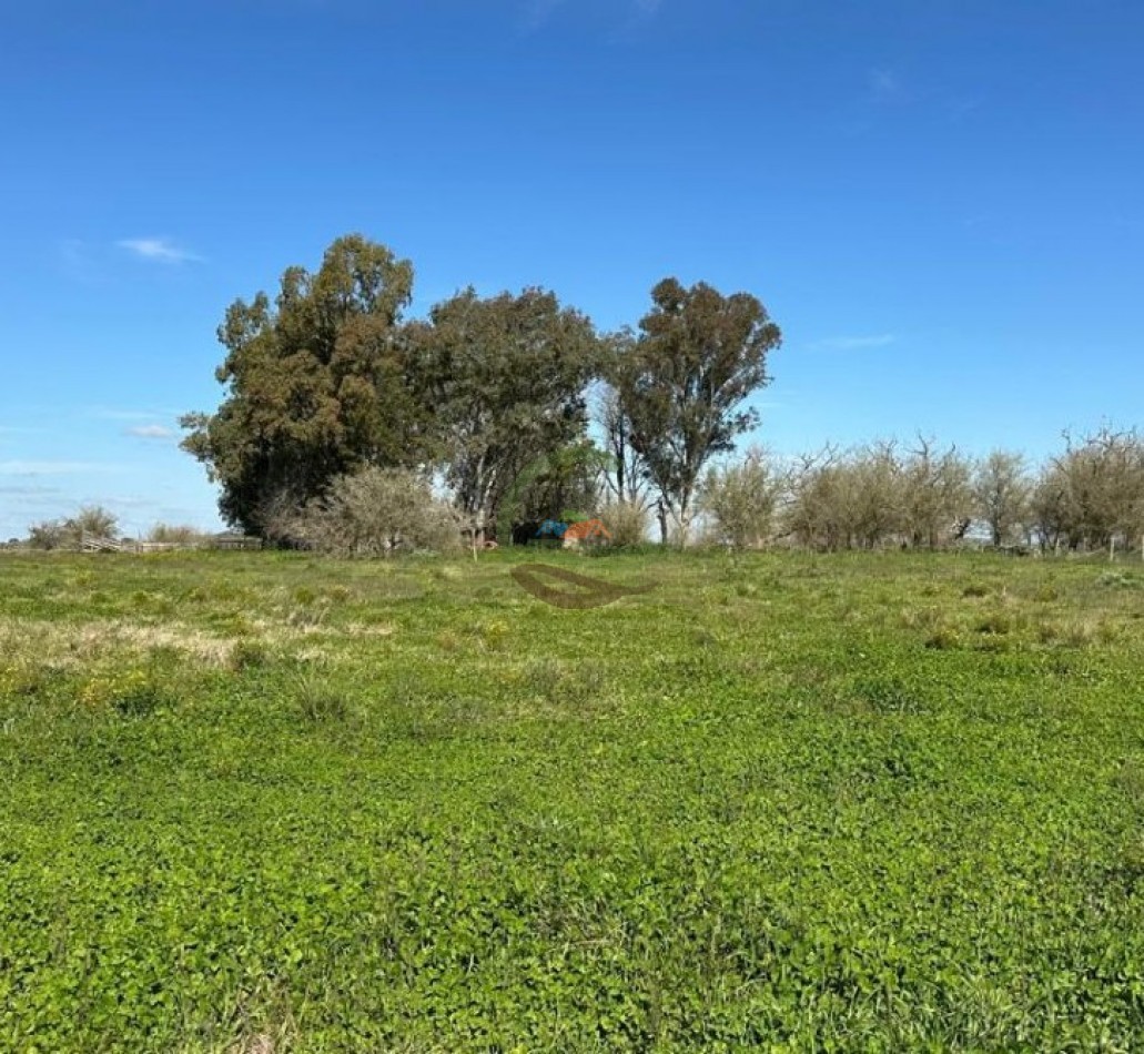 220 Ha Ganadero - Oliden - Brandsen