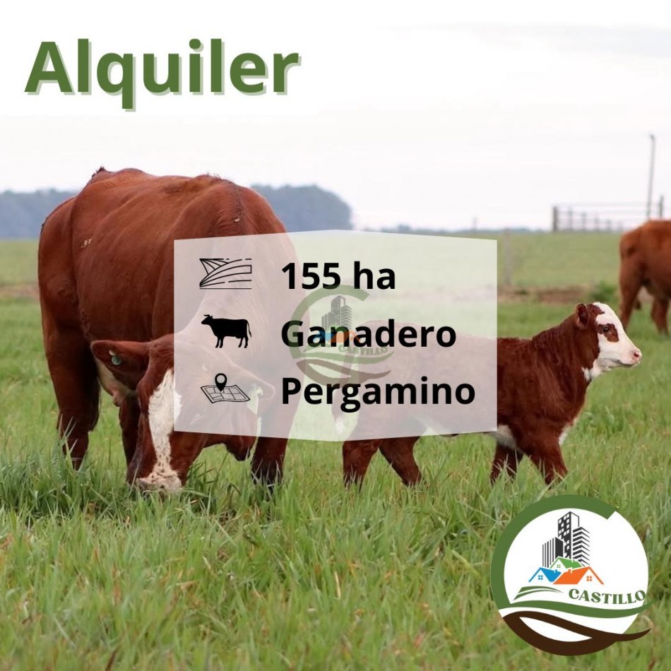 155 ha Ganaderas - Pergamino - Alquiler