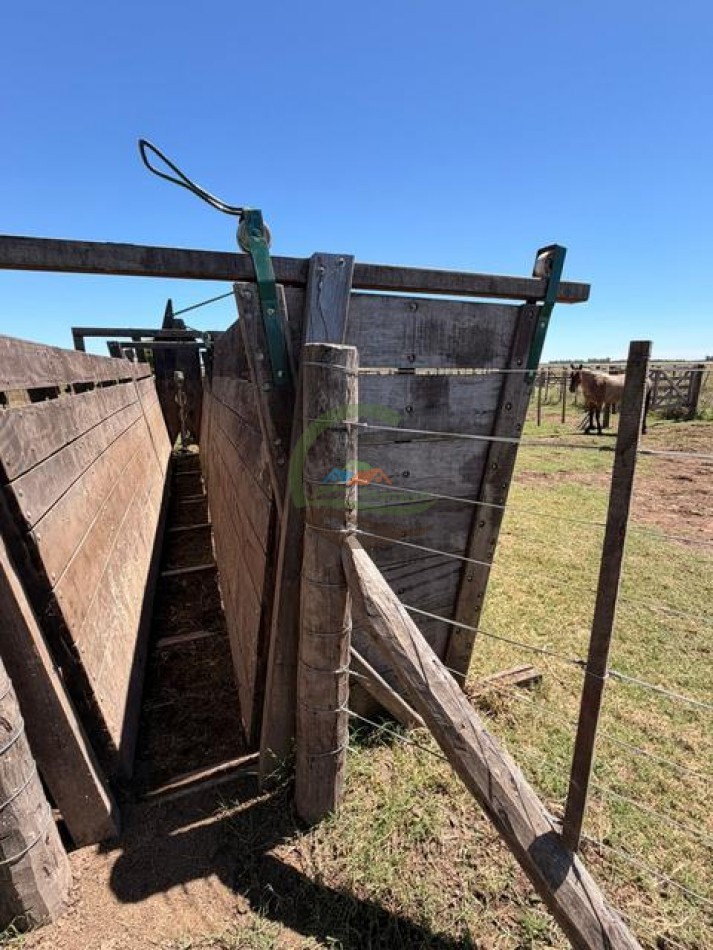 469 Ha Mixto - Chascomus