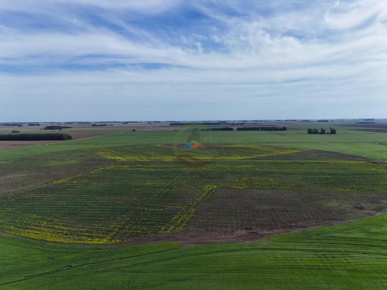 520 Ha Mixtas - Necochea