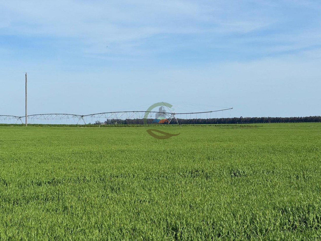 520 Ha Mixtas - Necochea