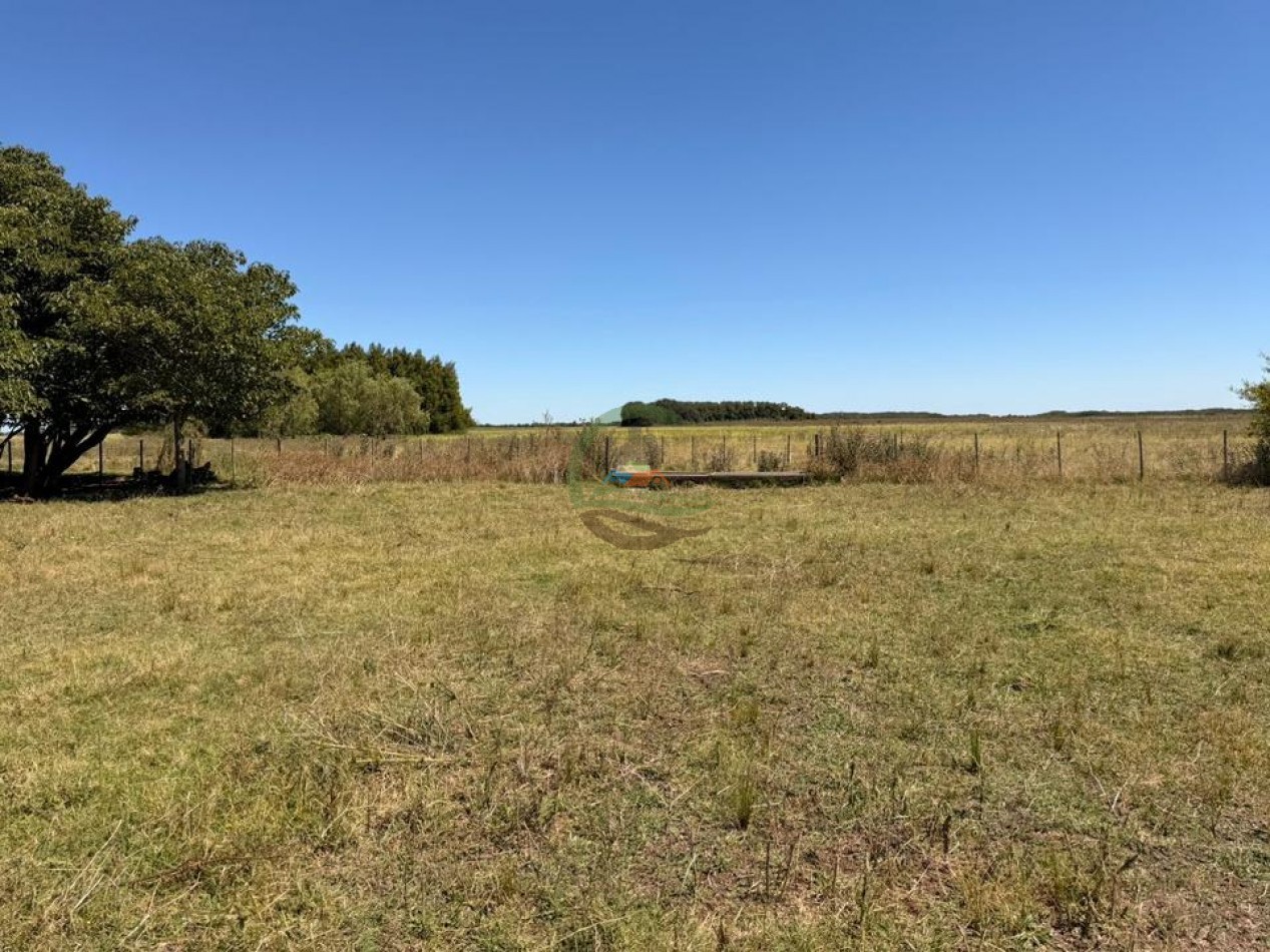 469 Ha Mixto - Chascomus