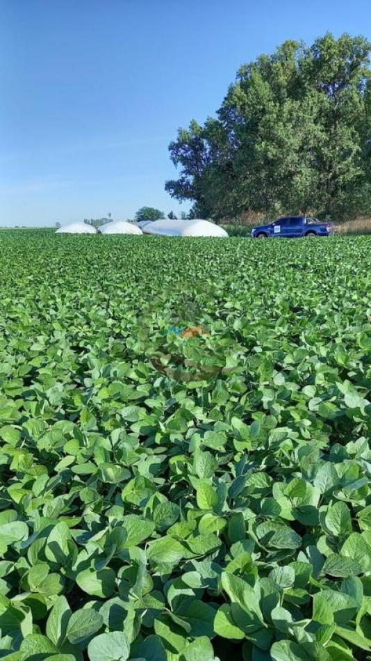 99 ha Mixto - 9 de Julio - Corbett