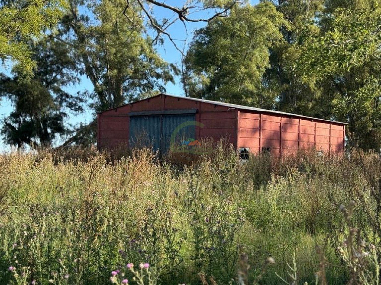 186 HA Mixtas - Hortensia - Carlos Casares