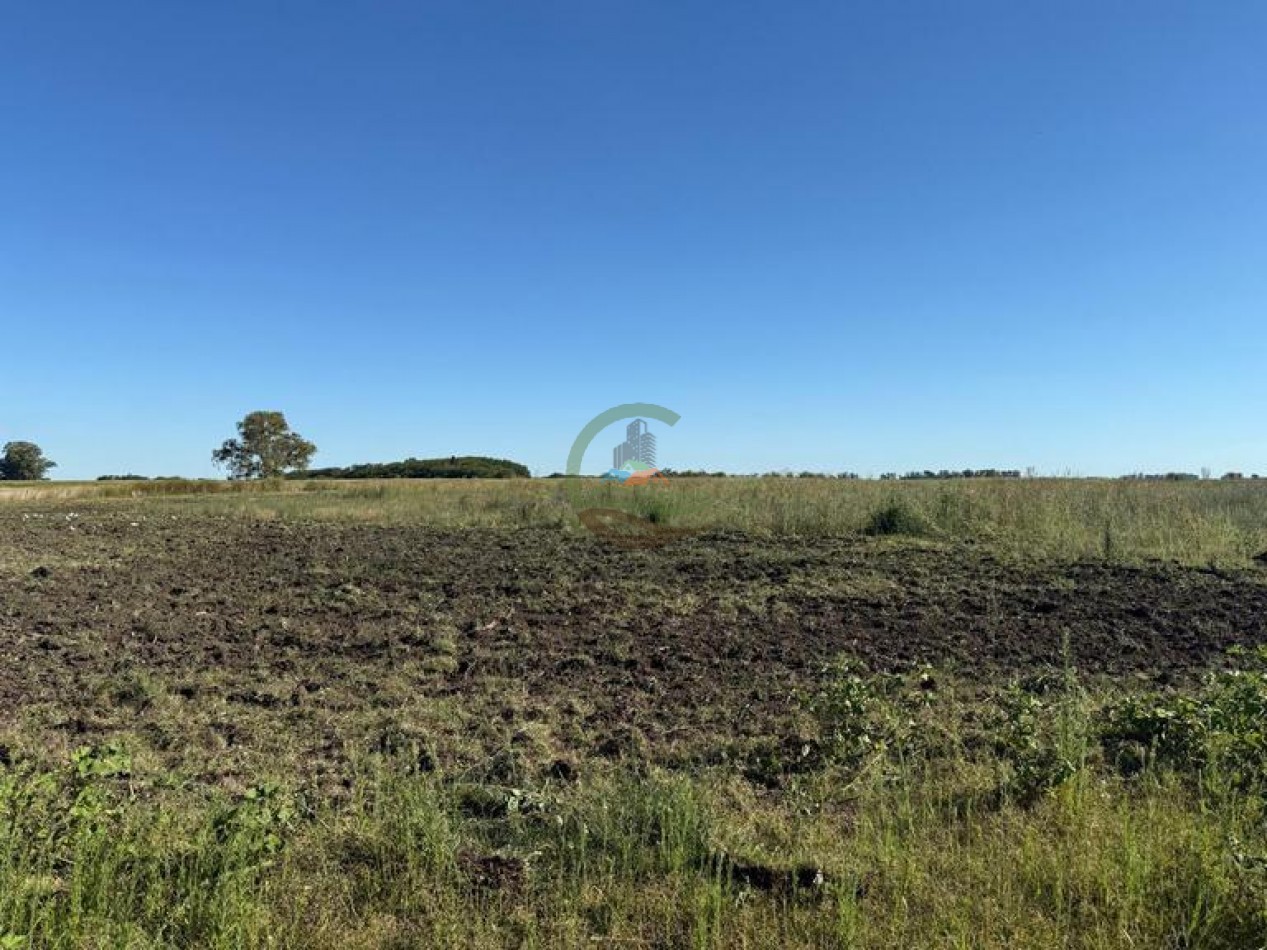 186 HA Mixtas - Hortensia - Carlos Casares