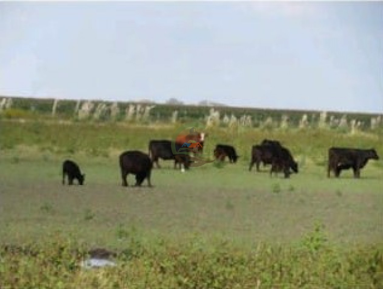 342 Ha Mixtas - San Miguel del Monte