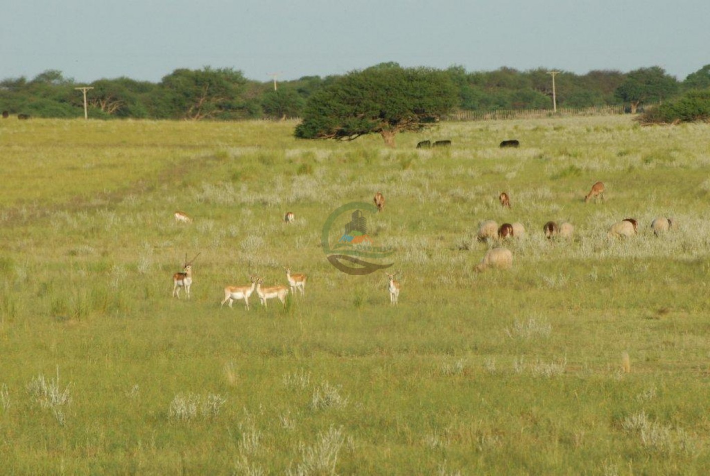 2500 Ha Ganadero - Coto de Caza - Colonia Devoto - La Pampa