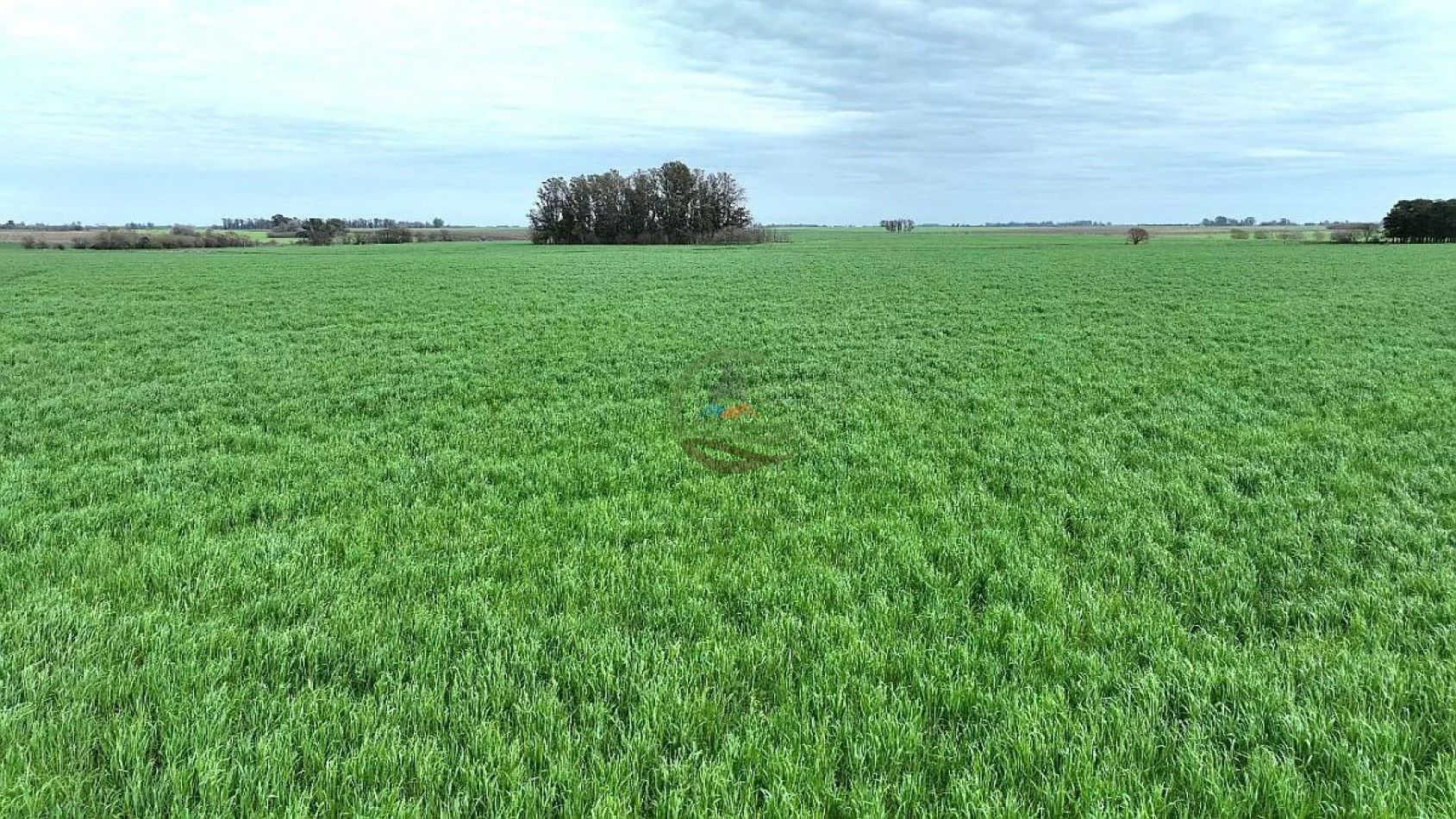 211 Ha Agricolas - Arrecifes