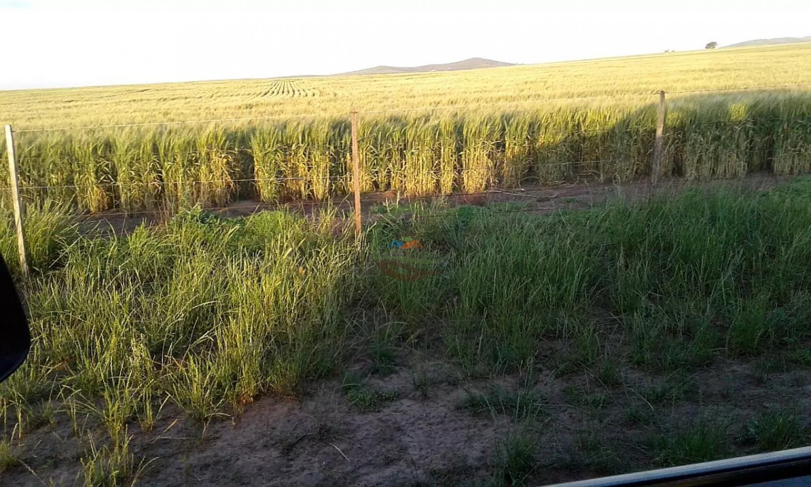 235 Ha Mixto - Tornquist