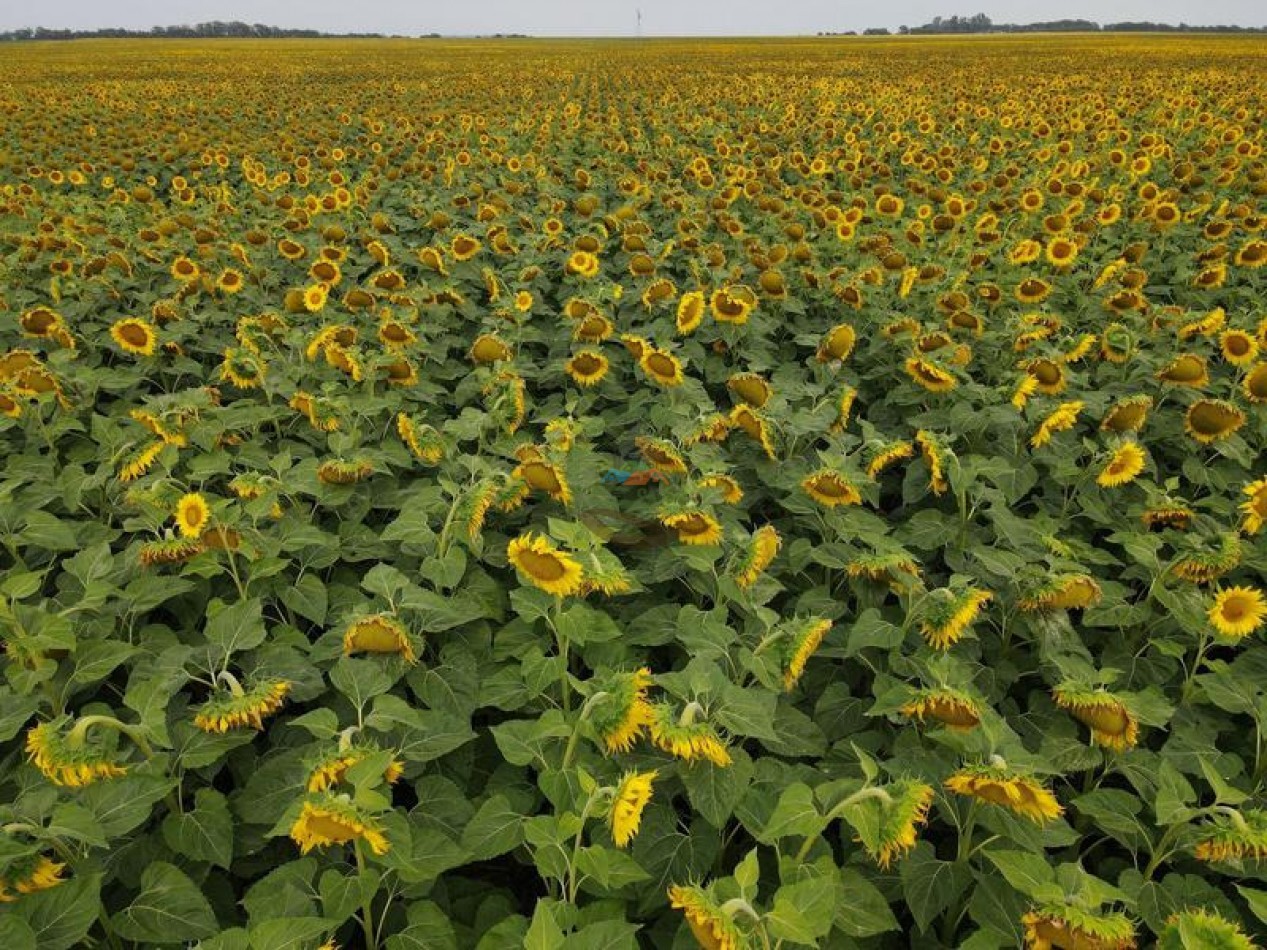 1020 Ha Mixto - Realico - La Pampa