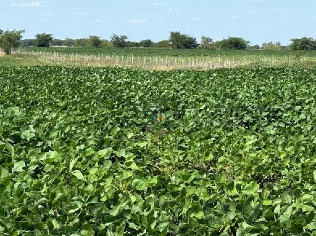 164 ha Agricolas - Carlos Casares - Ordoqui