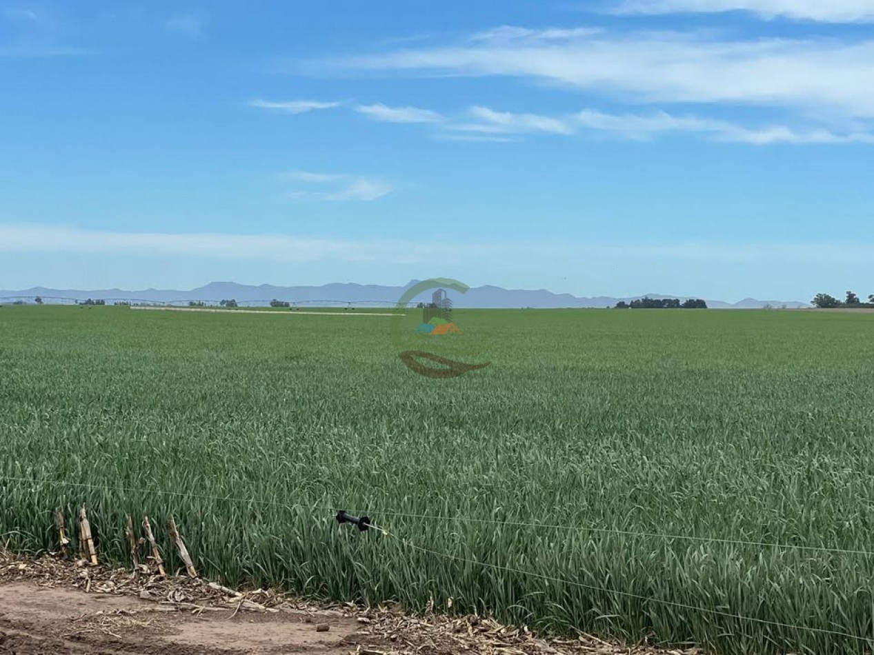 865 Ha Agricolas - Pasman - Coronel Suarez