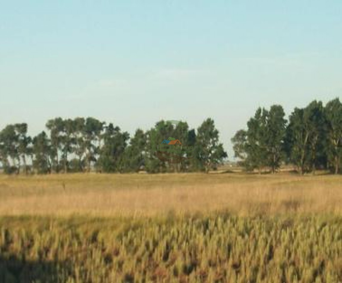 400 ha mixtas - guamini