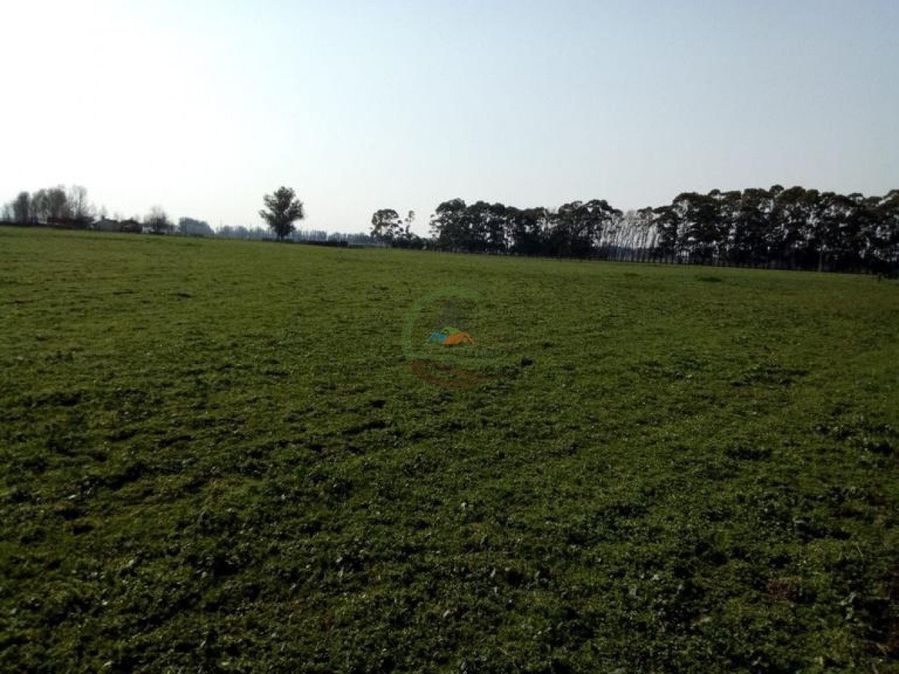 242 Ha - Mixto - Mechongue