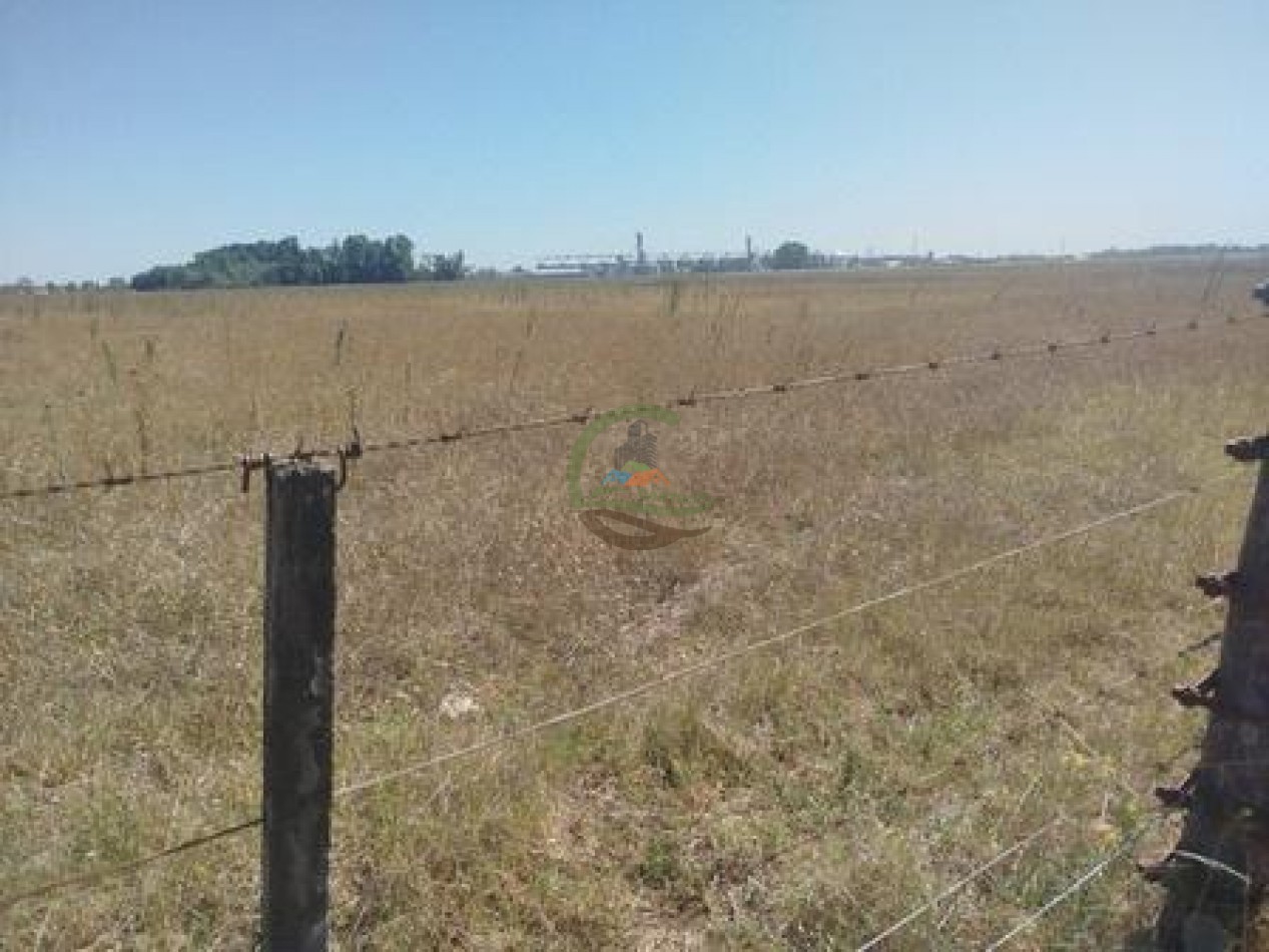 43 Ha mixto - Olavarria