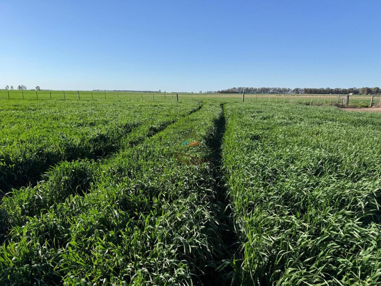 809 Ha Agricolas - Coronel Dorrego