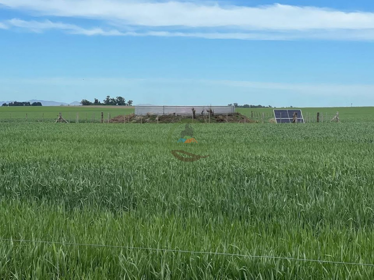 865 Ha Agricolas - Pasman - Coronel Suarez