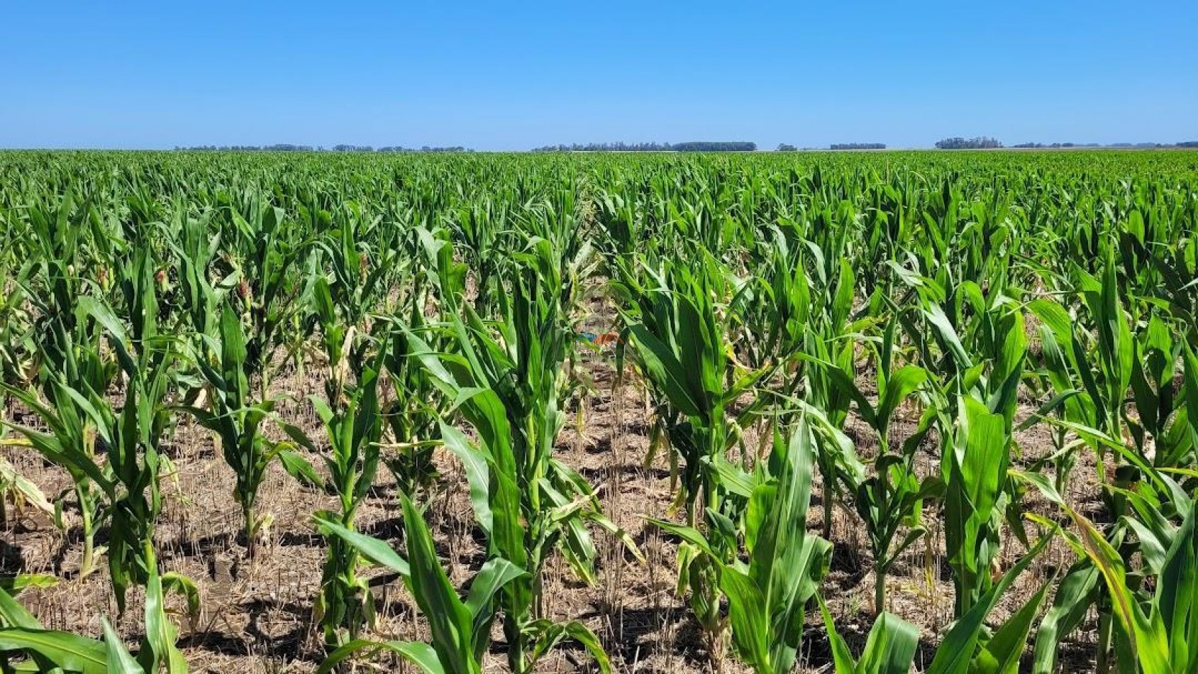 1354 Ha Mixto - Carhue