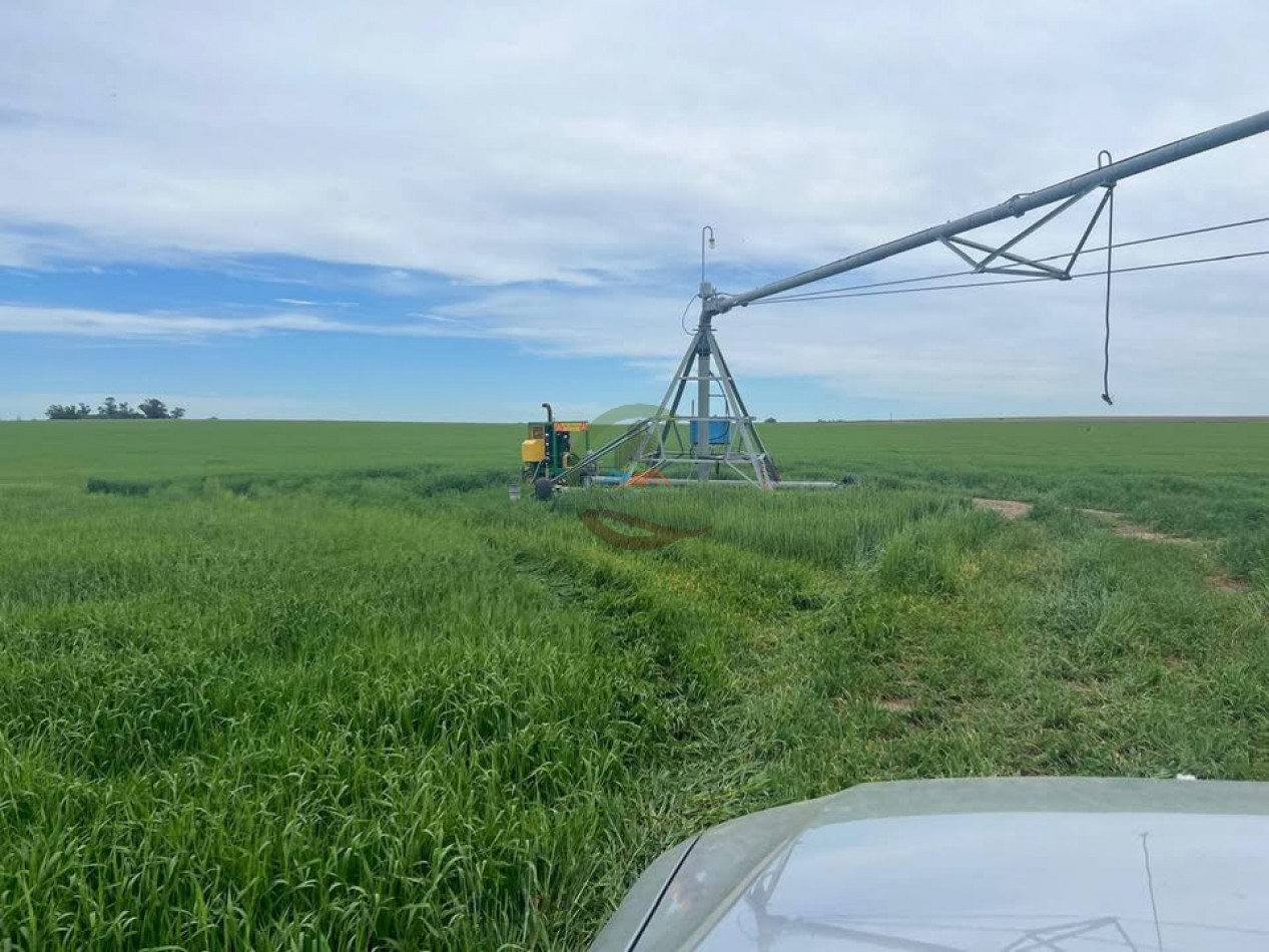 865 Ha Agricolas - Pasman - Coronel Suarez