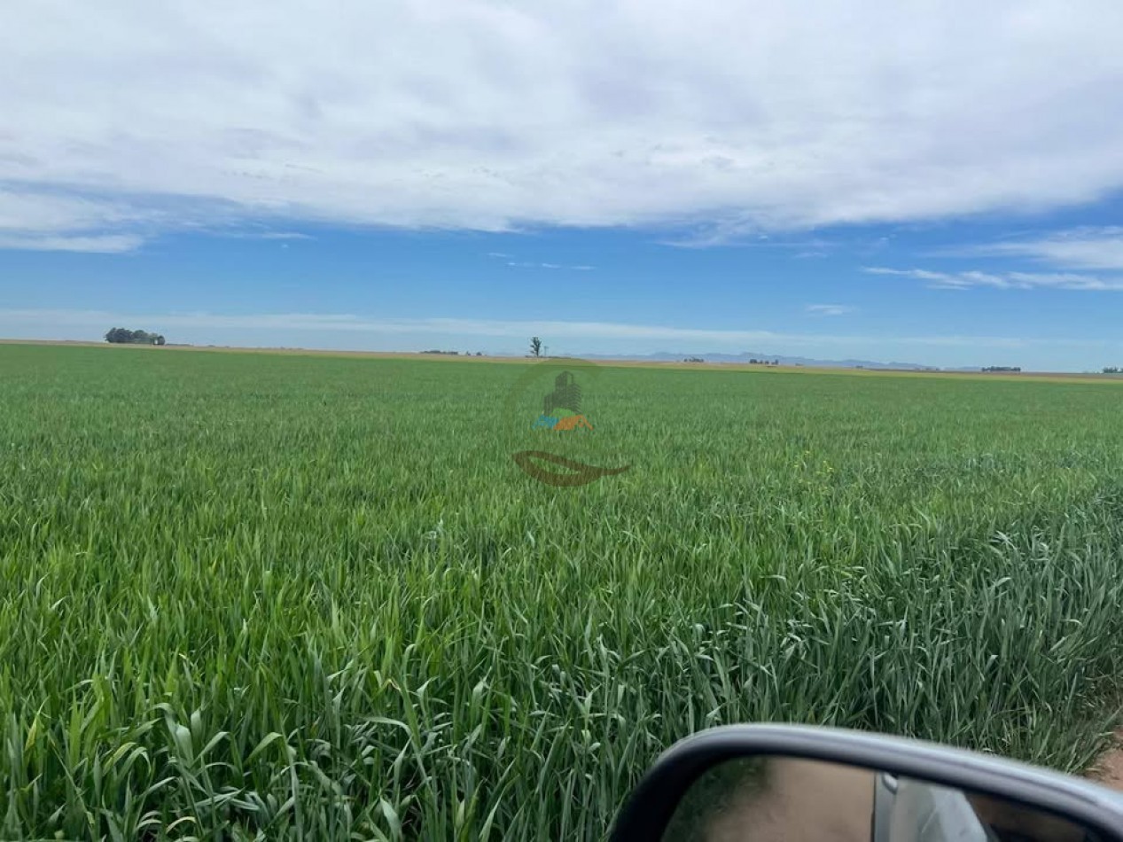 865 Ha Agricolas - Pasman - Coronel Suarez