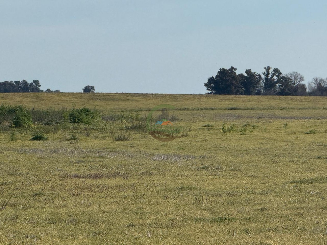 36 Ha Agricolas - Henderson