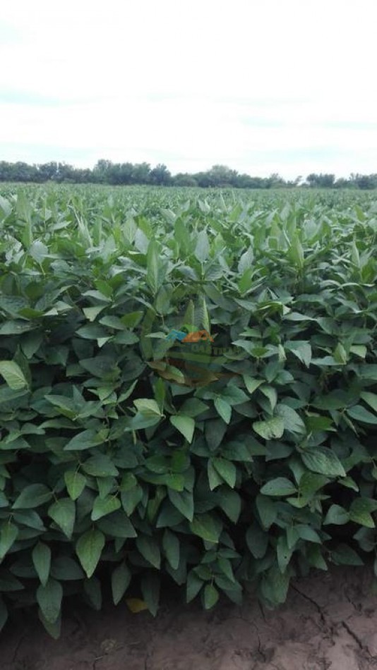 487 Ha Agricolas - Monte Quemado - Santiago del Estero